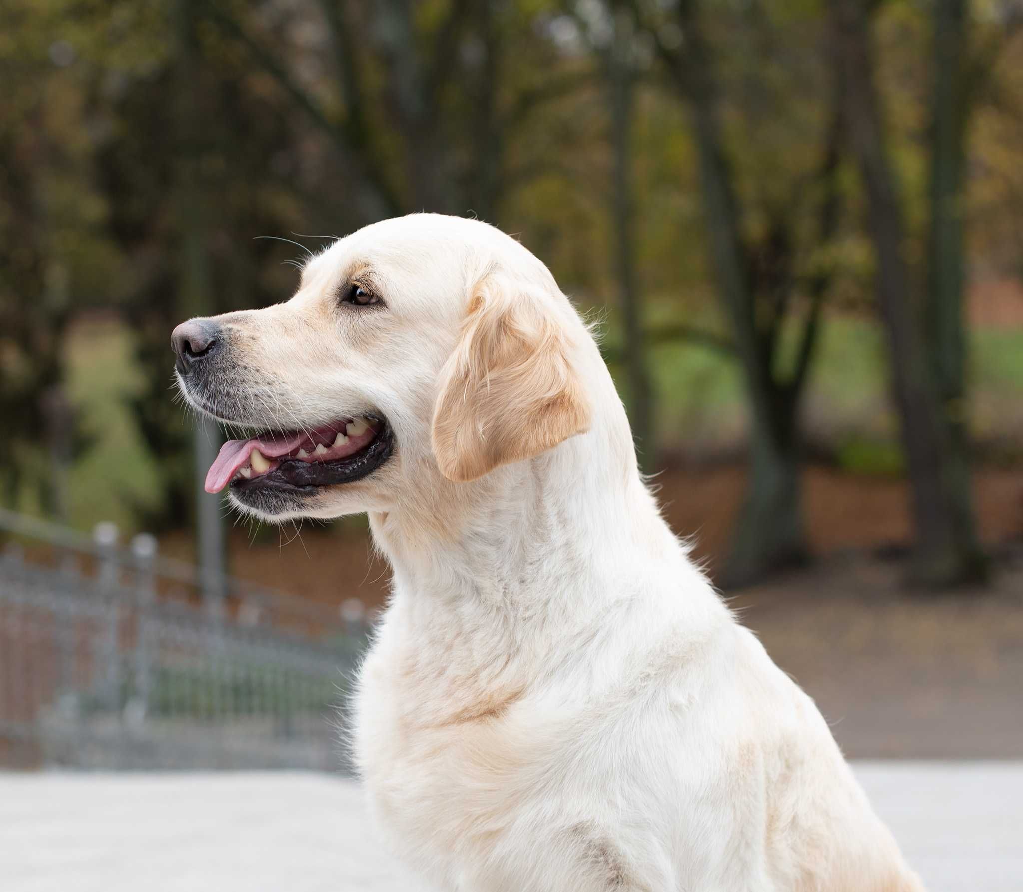 Golden retriever  Związek Kynologiczny w Polsce /FCI
