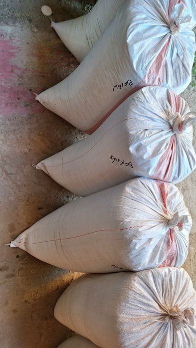 pszenzyto ozime paszowe Tadeuzz suche czyst