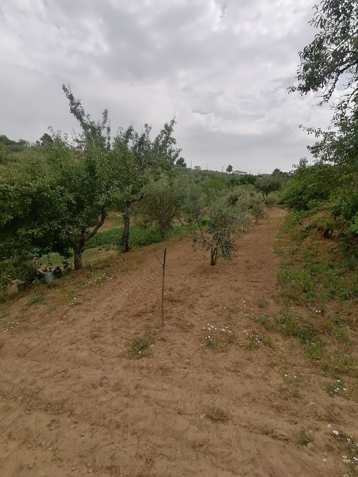 Venda terreno - Quinta