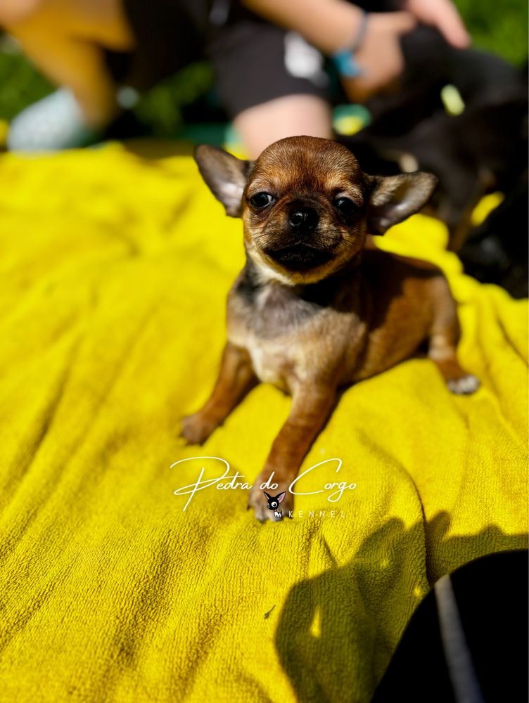 Chihuahua femea com LOP