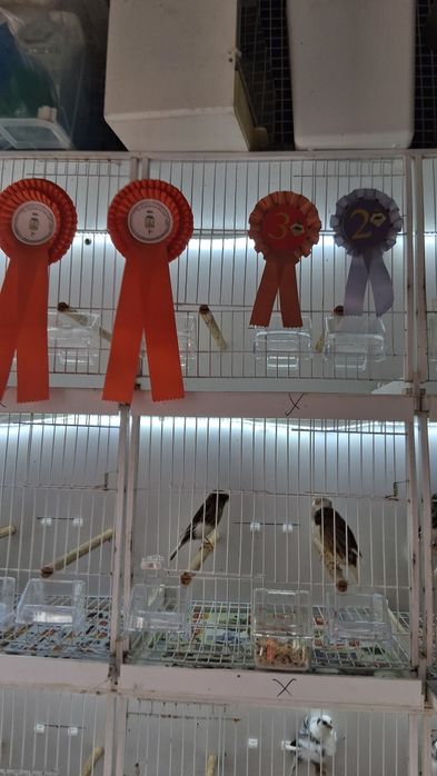 Canários para venda