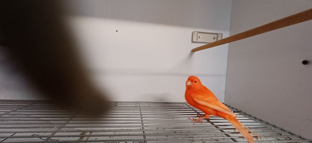 Vermelho intensivo e nevado