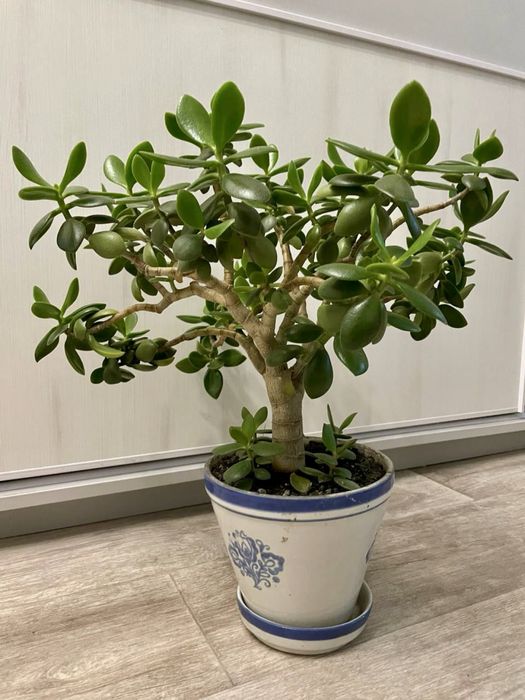 Грошове дерево. Красула (товстолист).