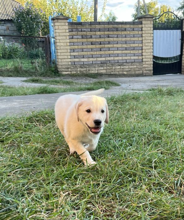 Продаж лабрадорів