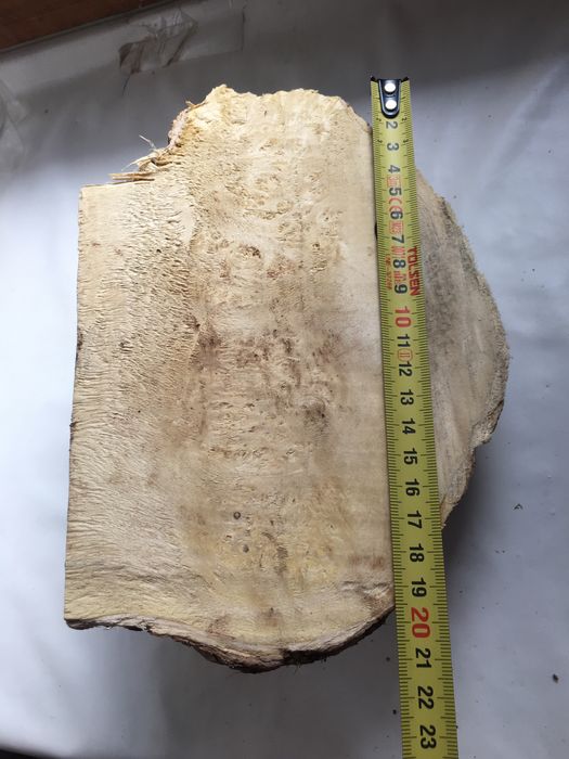 Кап клена яменелистого.