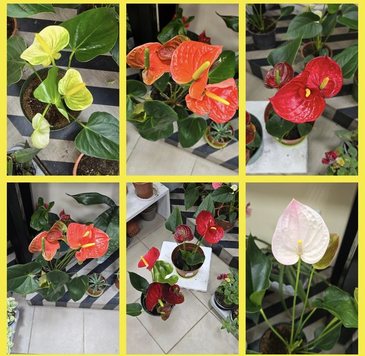 Распродажа антуриума от 200гривен с цветами