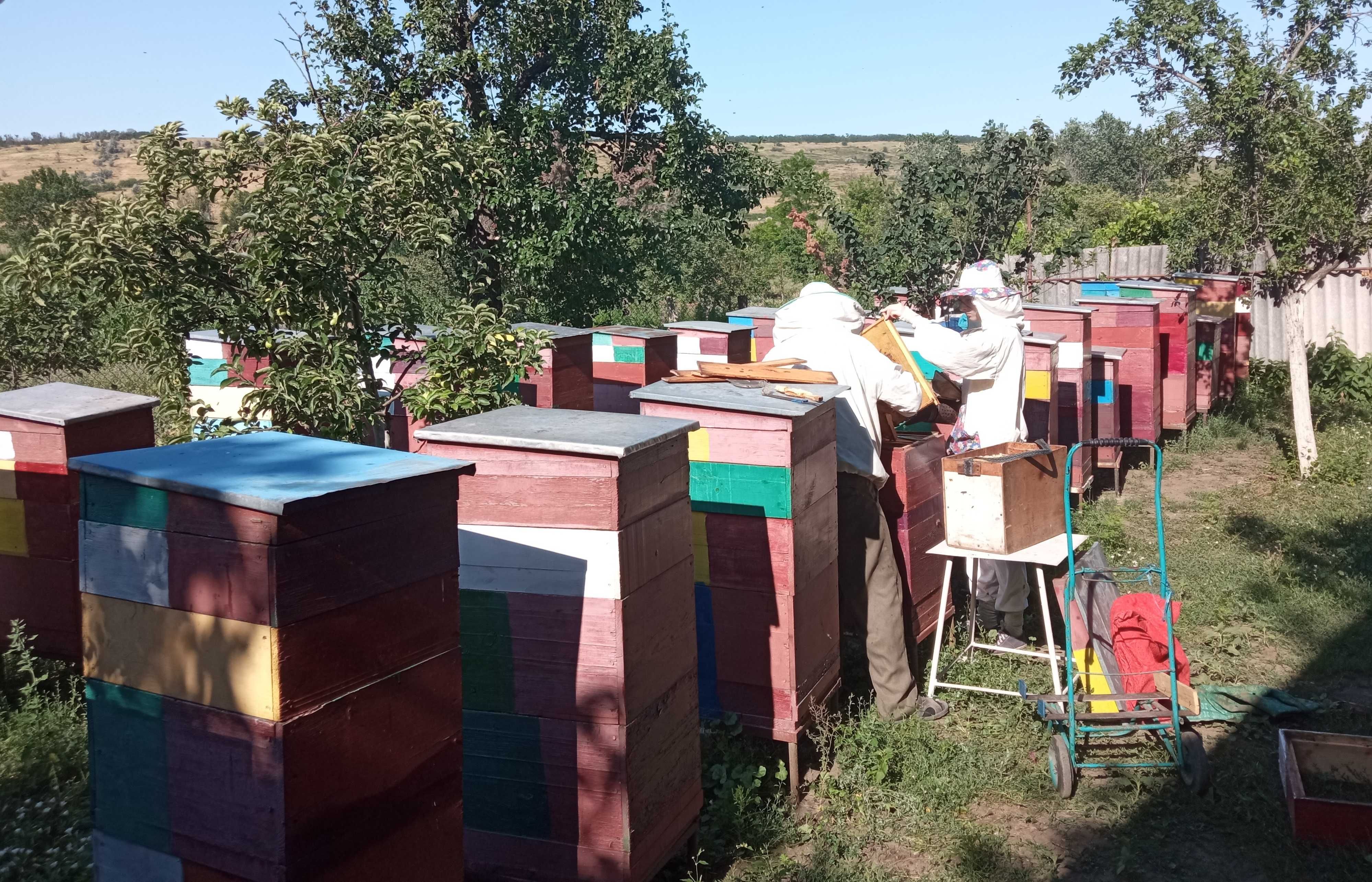 Ульи с пчёлами, пасека 20 семей