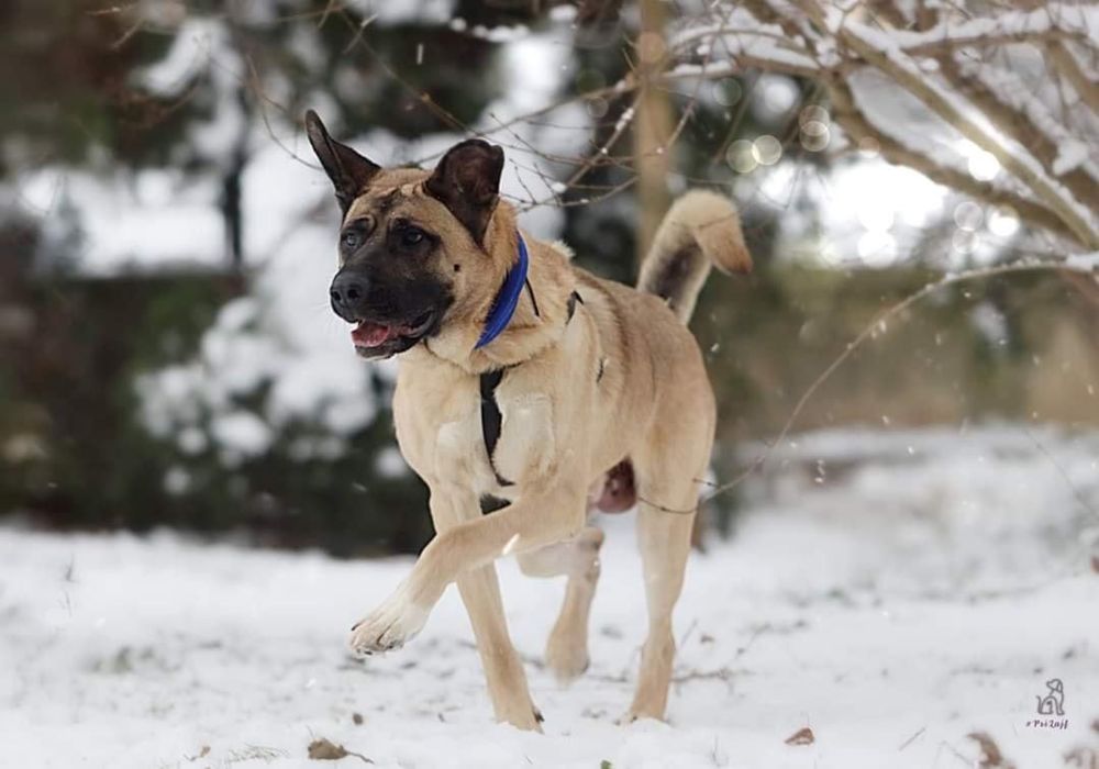 Cudowny Ben szuka domu psiak do adopcji piesek