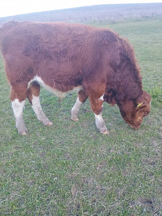 Sprzedam bydło , odsadki