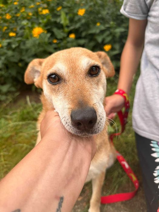 Ika- średniej wielkości sunia do adopcji