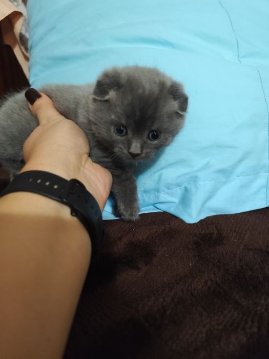 Кошеня мама веслоуха шотландка