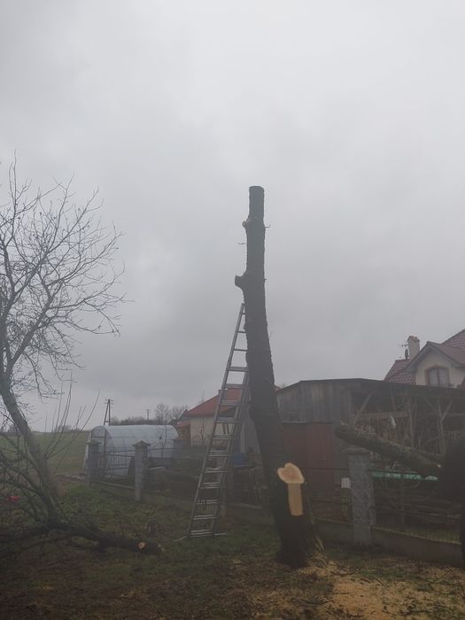 Usługi budowlane ogrodnicze, prace ziemne, wycinka drzew/krzaków rębak