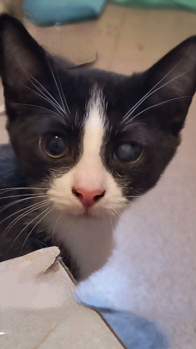 Kociaki do adopcji. Ostoja Mruczków