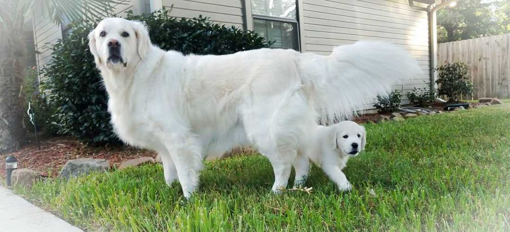 golden retriever
