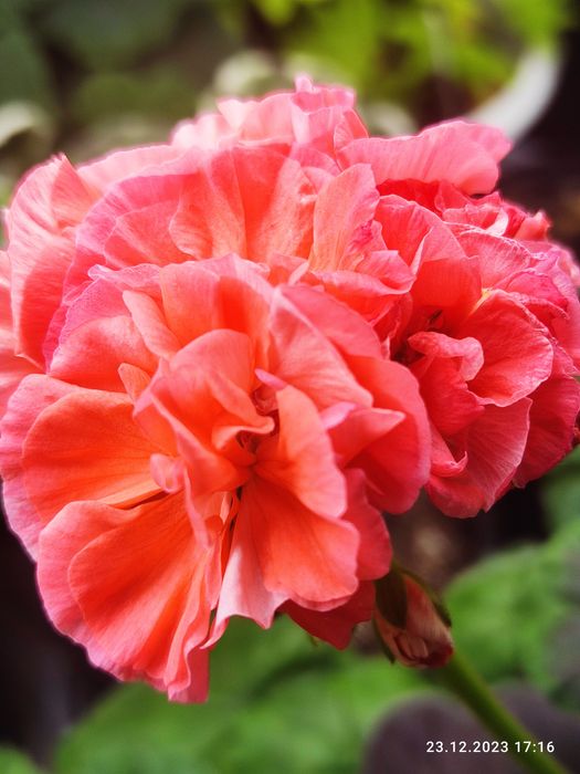 Продаю пеларгонію