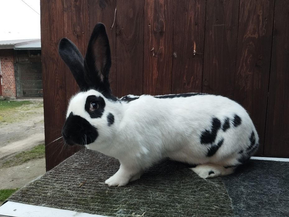 Olbrzym srokacz czarny