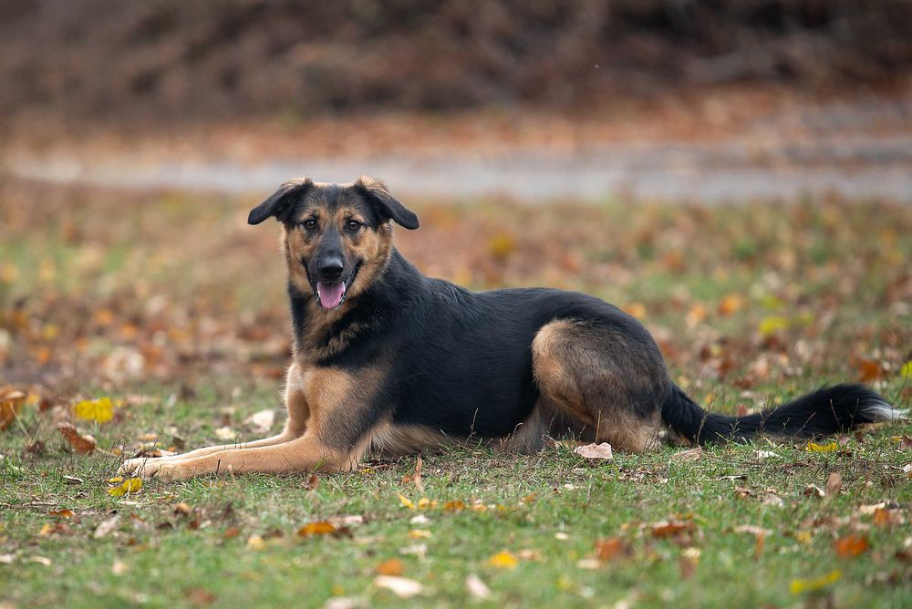 Віддам в добрі руки молодого собаку Кайзера.