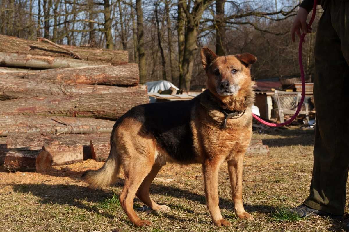 Sylwek niewidomy szuka domu schronisko Zgierz -aktualne