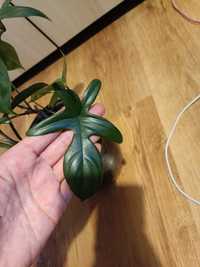 Philodendron szczepki