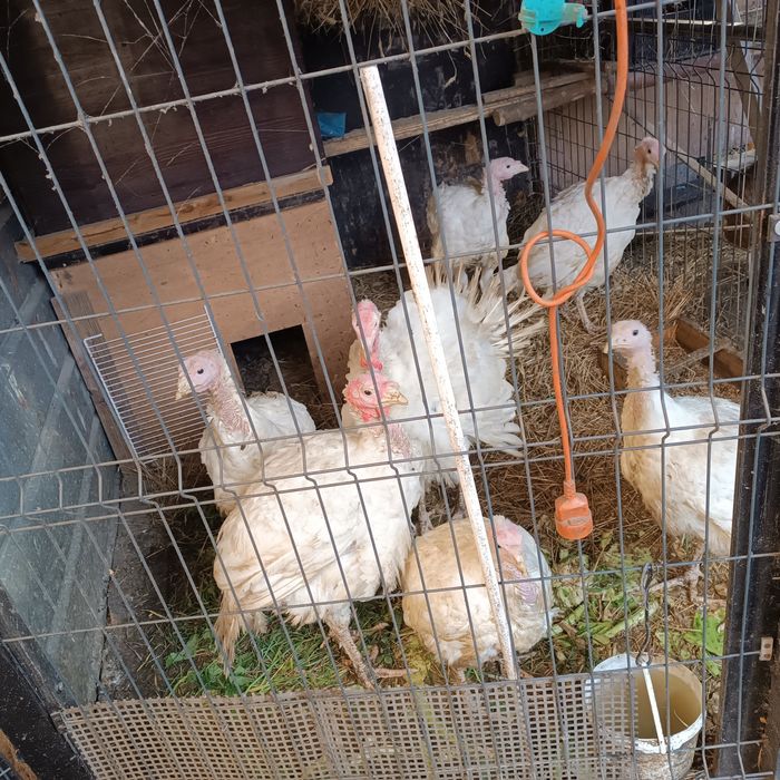 Indyki zwykłe i mięsne sprzedam tegoroczne