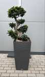Ficus microcarpa Ginseng (Bonsai) Fikus