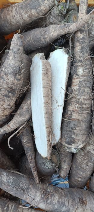 Pietruszka świeża korzeń