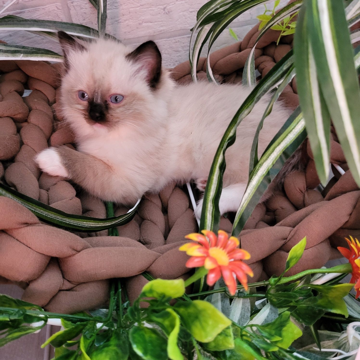 Ragdoll kocurek Nikolas