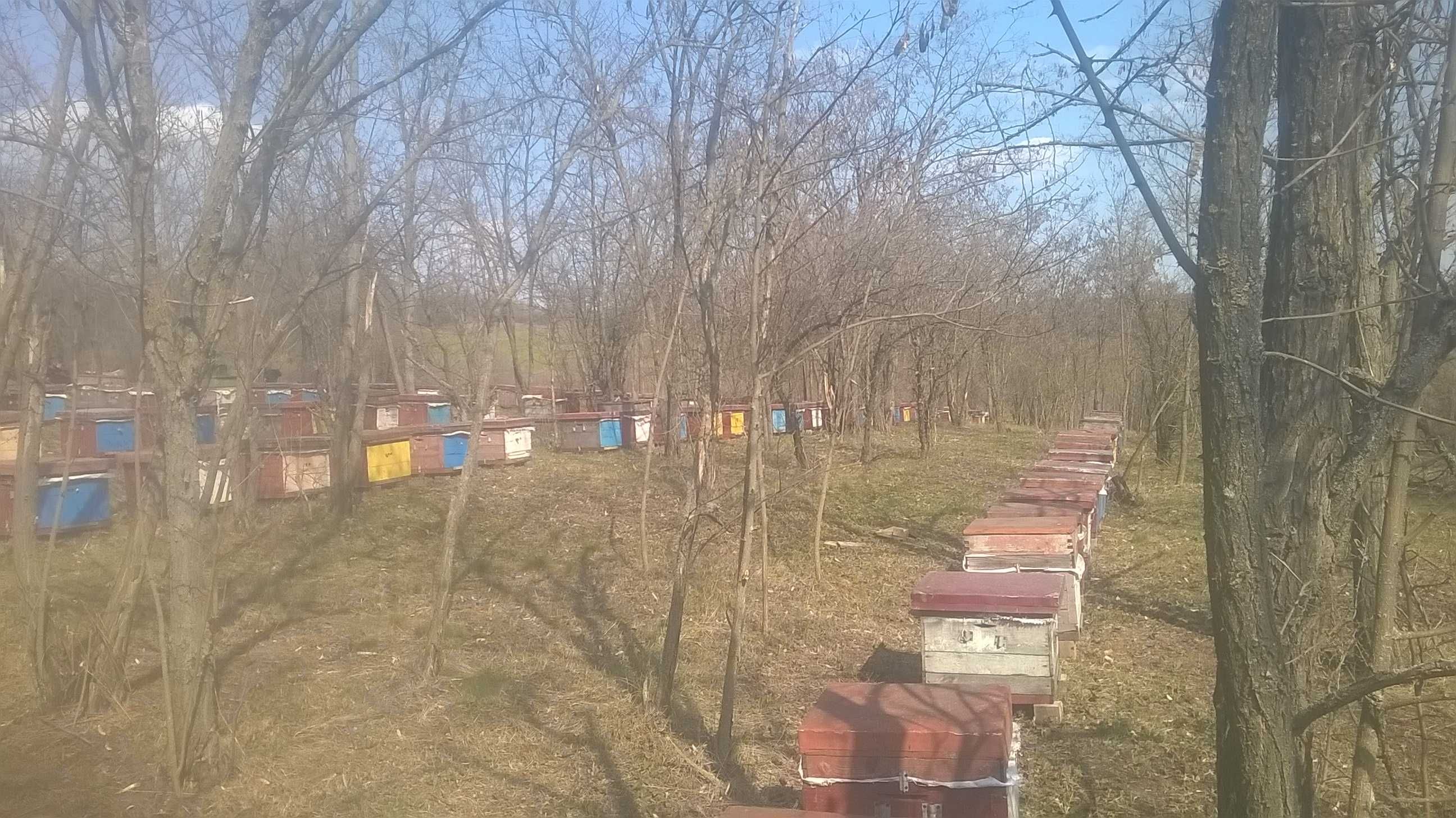 Продам пчелосеми, бджолосім'ї Одесская обл 2024