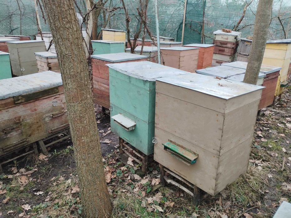 Продам бджоли з матками 2023 року.