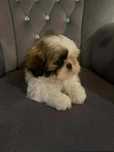 Suczka szczeniak shih tzu tri-color z rodowodem
