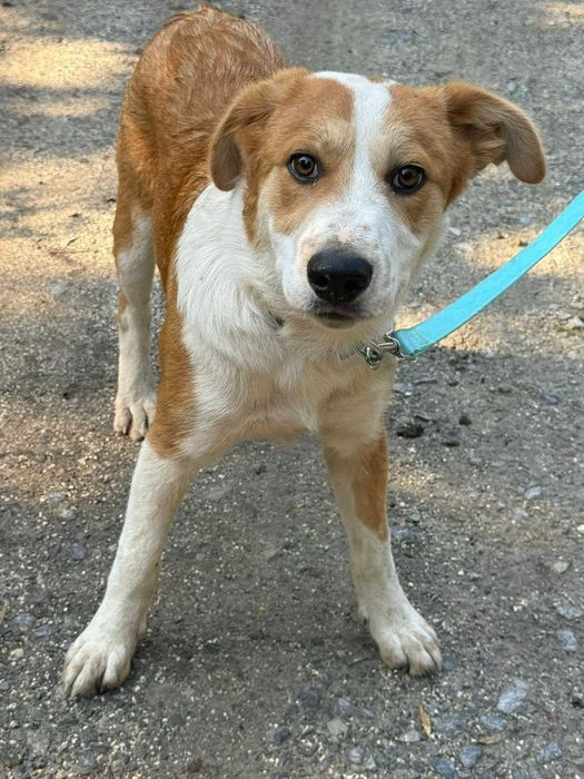 Bąbel- roczny psiak do adopcji