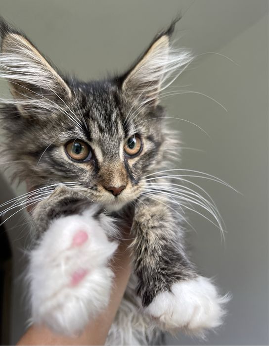 Кошенята мейн кун. Будуть величезні. Maine coon.
