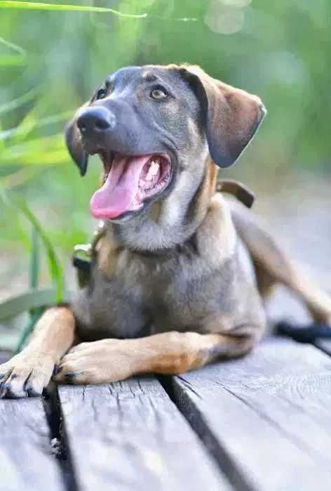 Активный щенок, мальчик