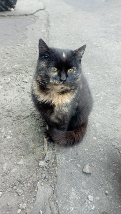 Отдам бесплатно котят, по 6 месяцев. Два мальчика и две девочки