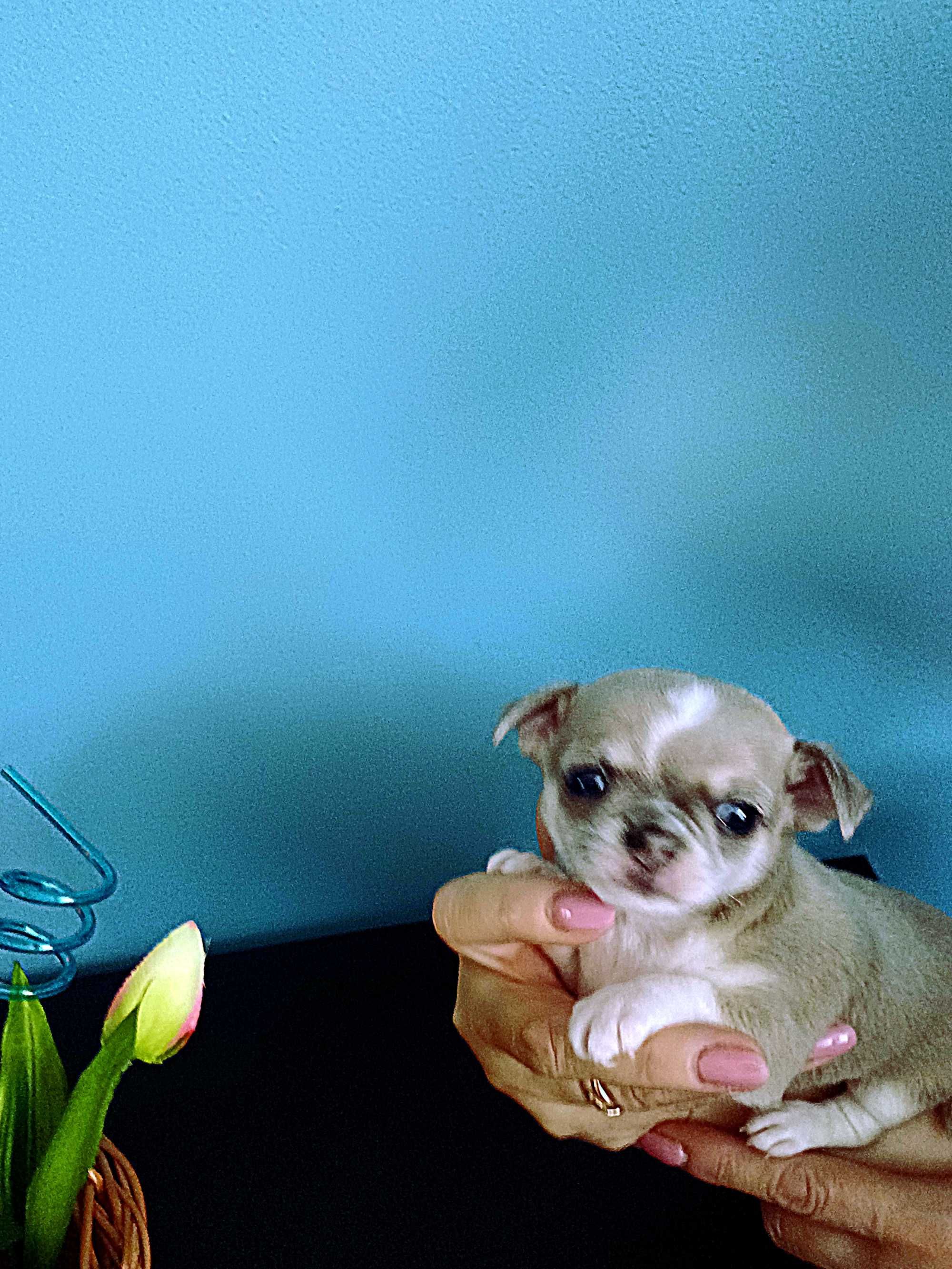 Chihuahua  z Rodowodem Niebieski Krótkowłosy