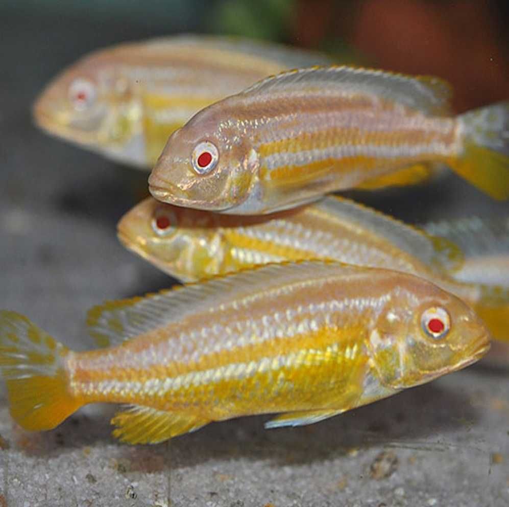 Pyszczak złocisty ALBINOS - Melanochromis auratus - dowóz, wysyłka