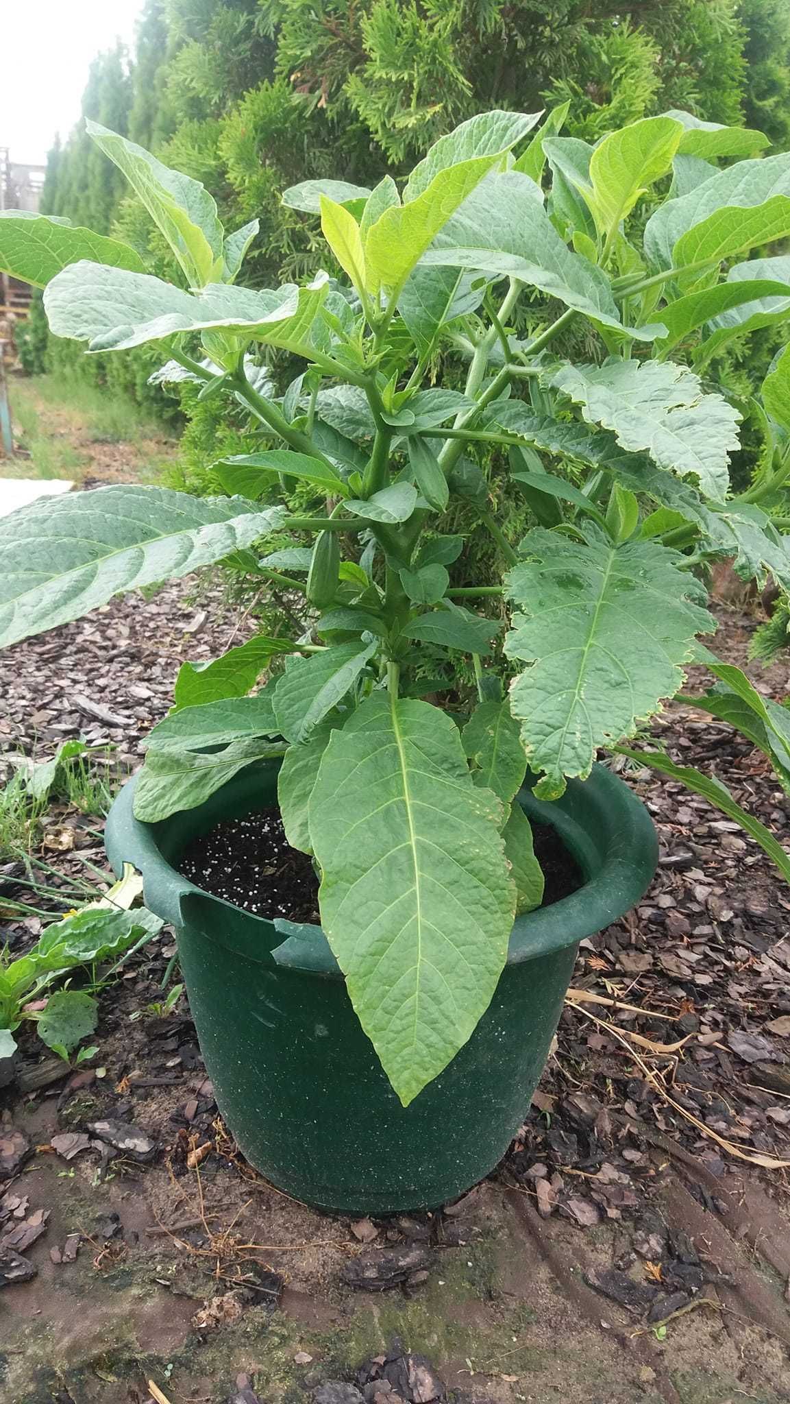 Datura  biała, różowa ,łososiowa, żółta ,pomaranczowa