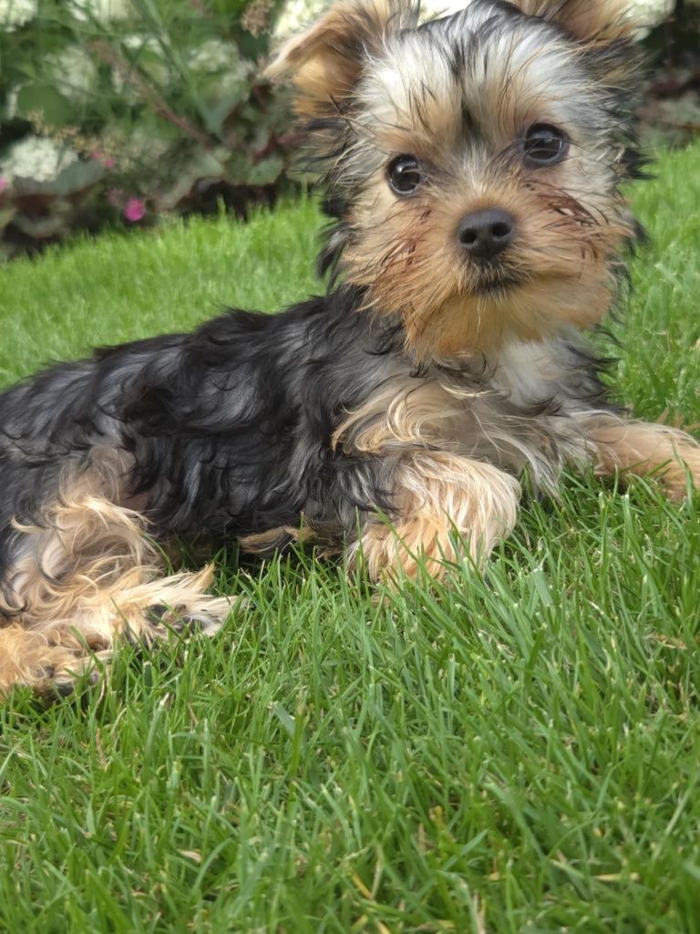 Yorkshire terrier mini