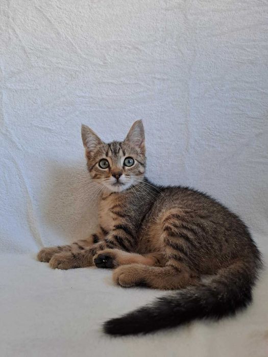 Mały Dali czeka na swój dom