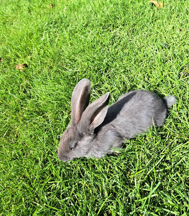 Srokacz Niemiecki Młode