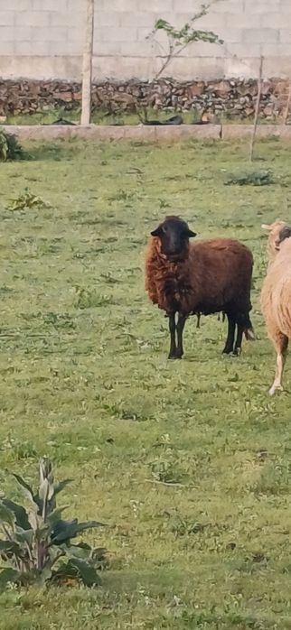Vendo rebanho de ovelhas.. femeas cheias