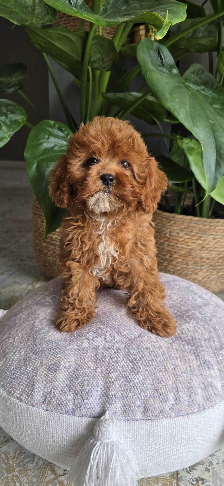 Cavapoo dziewczynka