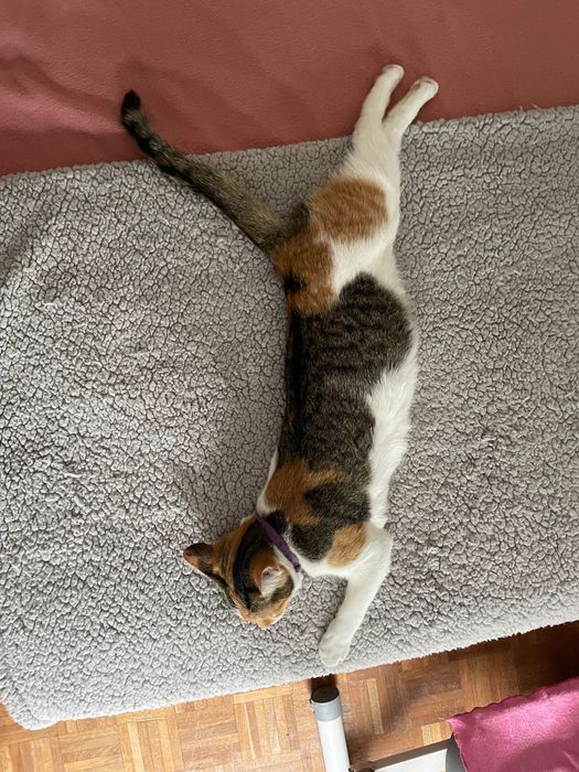 Doa-se Gatinha castrada