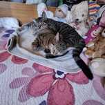 Kotki do adopcji