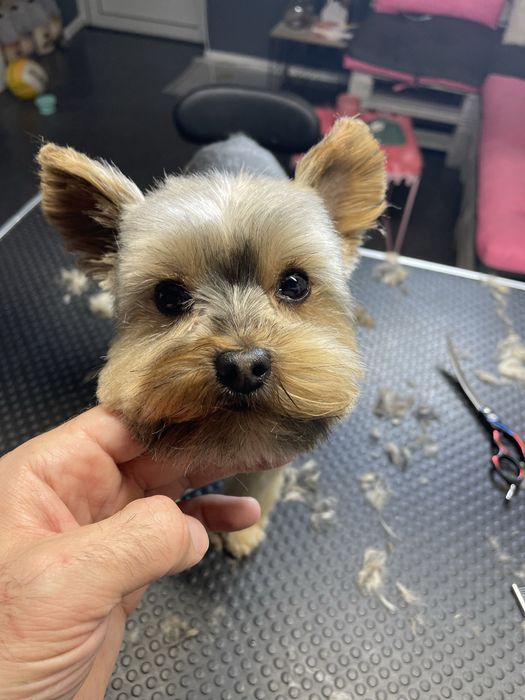 Грумінг лівобережна