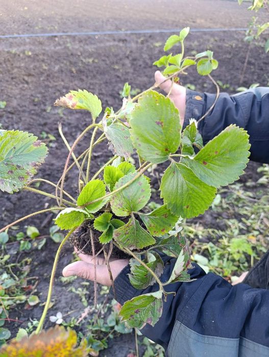 Полуниця сорт  "Мармеладка"