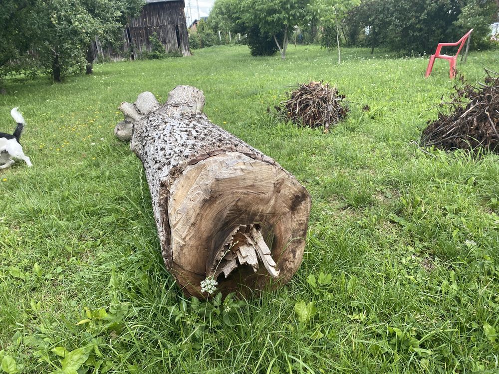 Drzewo orzech 300 cm
