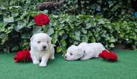 Pies, piesek, west highland white terrier, westie suczka