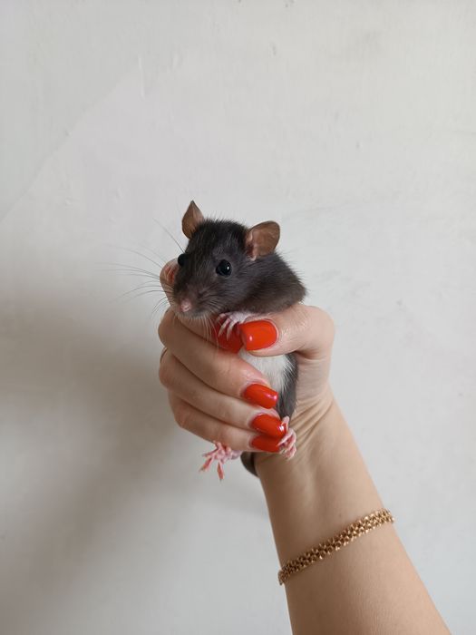 Криска, щур, щурик, криса декоративна