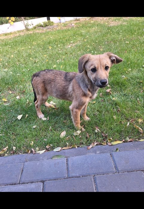 Oddam znalezioną w lesie suczkę